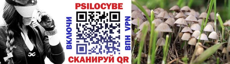 Псилоцибиновые грибы мицелий  Купить закладки  Шенкурск 